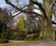 Buk z Arboretum – Europejskim Drzewem Roku 2024 !