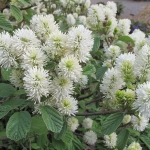 Fothergilla gardenii - Wojsławice, HGN 28.IV.2009