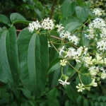 Heptacodium miconioides - Wojslawice, HGN 2010