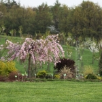 Kolekcja drzew z rodzaju Prunus - Arboretum w Wojsławicach 2012