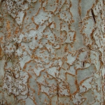 Korowina Ulmus parvifolia - Wojsławice, HGN