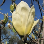 Magnolia 'Yellow River' - Wojsławice, HGN 19.IV.2009