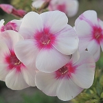 Phlox paniculata 'Graf Zeppelin' - Wojsławice, HGN 13.IX.2009