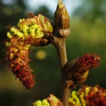 Populus lasiocarpa Wojsławice HGN