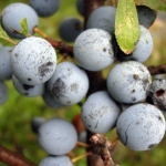 Prunus spinosa - Wojsławice, HGN