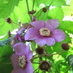 Rubus odoratus - Wojsławice, HGN VII.2009