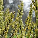 Salix subopposita Wojsławice HGN