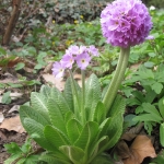 Pierwiosnek ząbkowany - Primula denticulata - TD