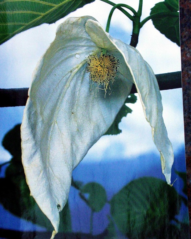 W Arboretum w Wojsławicach zakwitła po 15 latach dawidia chińska odm. Vilmorina (Davidia involucrata var. vilmoriniana) 2013 r.