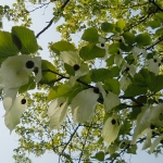 Dawidia chińska odm. Vilmorina (Davidia involucrata var. vilmoriniana)  - TD 