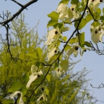 Dawidia chińska odm. Vilmorina (Davidia involucrata var. vilmoriniana)  - TD 