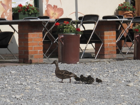 Arboretum w Wojsławicach powiększyło się o 8 małych kaczek krzyżówek 2013 r.