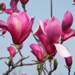 Magnolia 'Spectrum' TD