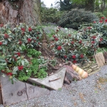 Skimmia japonica ssp. reevesiana 12.04.2014 HGN (2)