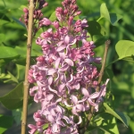 Syringa vulgaris 'Belorusskie Zori' - TD 2