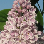 Syringa vulgaris 'Lila Wonder' - TD 2