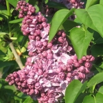 Syringa vulgaris 'Maréchal Lannes' - TD 14