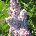 Syringa vulgaris 'Michel Buchner' - TD 9