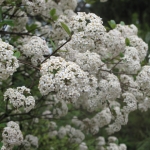 Viburnum x burkwoodii TD 2014 (2)