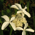 Hydrangea paniculata GREAT STAR 'Le Vasterival' (5)