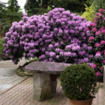 Kolekcja-Narodowa-rodzaju-Rhododendron-Rasy-Łużyckiej-w-Arboretum-w-Wojsławicach-2