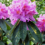 Rhododendron 'Goldflimmer' - fot. TD 
