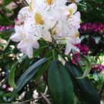 Rhododendron 'Minnie'