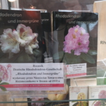 Wydawnictwa towarzystw skupiających miłośników roślin z rodzaju Rhododendron.