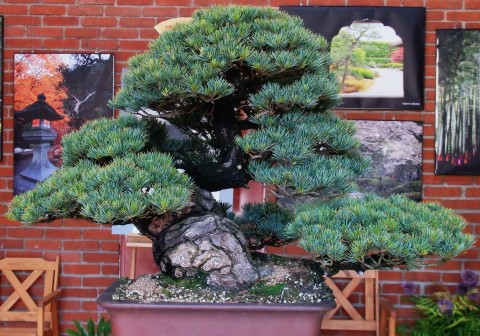 W dniach 30-31 maja w Arboretum w Wojsławicach odbyła się wystawa Bonsai