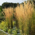 Calamagrostis acutiflora 'Karl Foerster' - fot. TD (3)