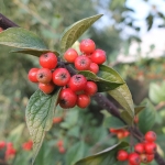 Irga Francheta (Cotoneaster fletcheri) - fot. TD