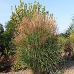 Miskant chiński (Miscanthus sinensis) 'Beauty Queen' - fot. TD (3)