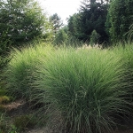 Miskant chiński (Miscanthus sinensis) 'Morning Light' - fot. TD (1)