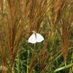 Miskant chiński (Miscanthus sinensis) 'Silver Stripe' - fot. TD (2)