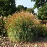 Miskant chiński (Miscanthus sinensis) 'Silver Stripe' - fot. TD (5)