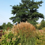 Miskant chiński (Miscanthus sinensis) 'Verneigung' - fot. TD (3)