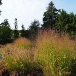 Rozplenica japońska (Pennisetum alopecuroides) 'Hameln' - fot. TD (1)