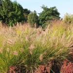 Rozplenica japońska (Pennisetum alopecuroides) 'Hameln' - fot. Tomasz Dymny