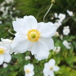 Zawilec mieszańcowy (Anemone×hybrida) 'Honorine Jobert' - fot. TD (18)