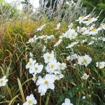 Zawilec mieszańcowy (Anemone ×hybrida) 'Honorine Jobert' - fot. Tomasz Dymny