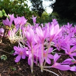 Zimowit jesienny (Colchicum autumnale) - fot.  Tomasz Dymny