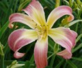 KONKURS “Najpiękniejszy Kwiat Liliowca Polskiej Hodowli”