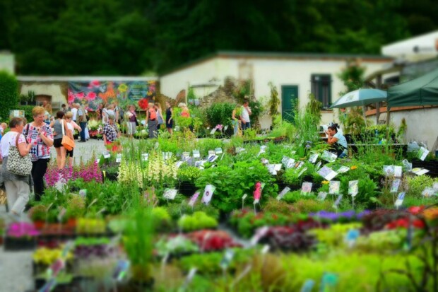 WIELKI KIERMASZ OGRODNICZY W ARBORETUM