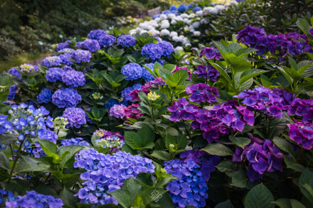 Trwa pełnia kwitnienia hortensji – największa kolekcja w Polsce i jedna z największych w Europie.